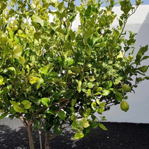 lanzarotte galeria 1