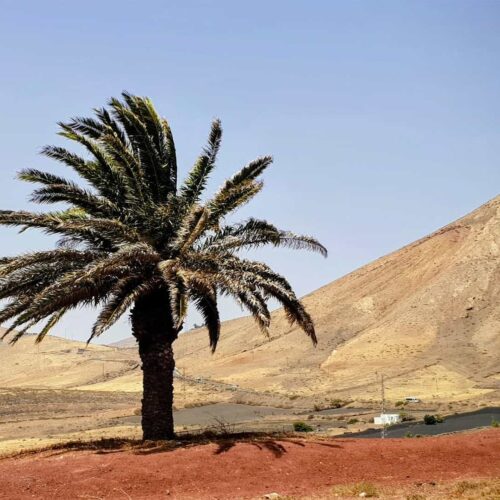 lanzarotte galeria (19)