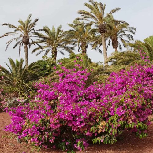 lanzarotte galeria (23)