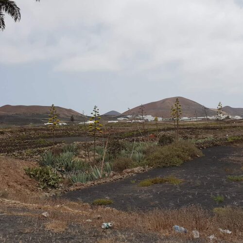 lanzarotte galeria 5