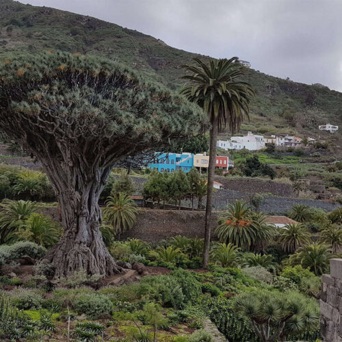 teneryfa galeria (14)