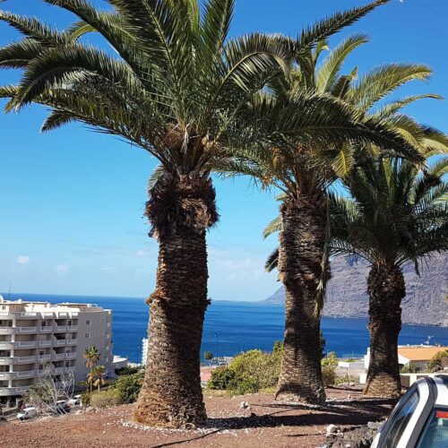 teneryfa galeria (19)